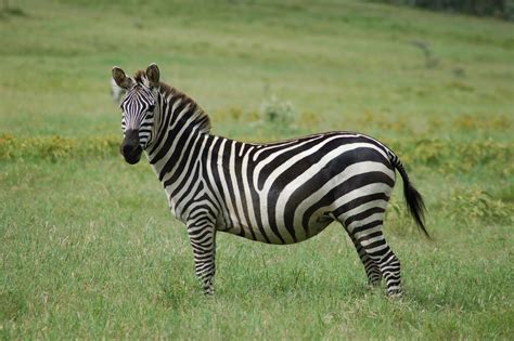 The Zebra | Lovely Animal All Interesting Facts | Animals Lover
