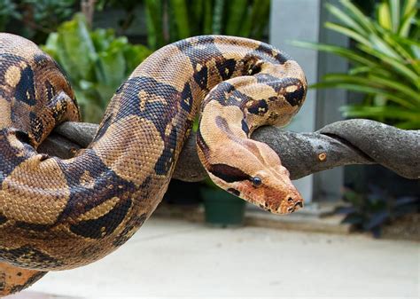 Boa Constrictor snakes behavior, size, length, habitat & facts