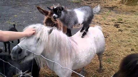 Goats rides on mini horse - YouTube