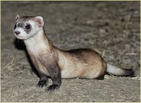 Ferret Animals | Interesting Facts & Latest Pictures | All Wildlife ...