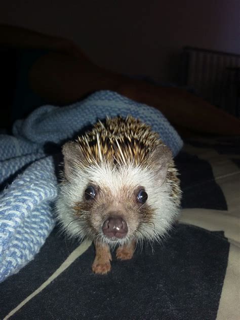 Pin by Just Sweet on Hedgehog Bocko | Hedgehog, Animals, Ferret
