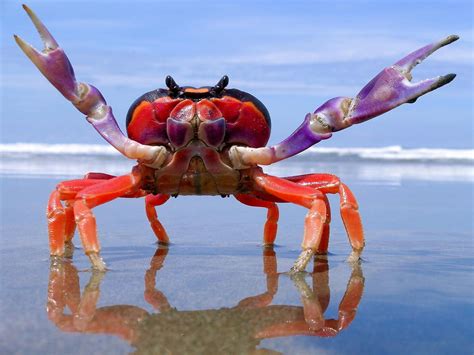 Halloween moon crab | Ocean creatures, Halloween crab, Crab