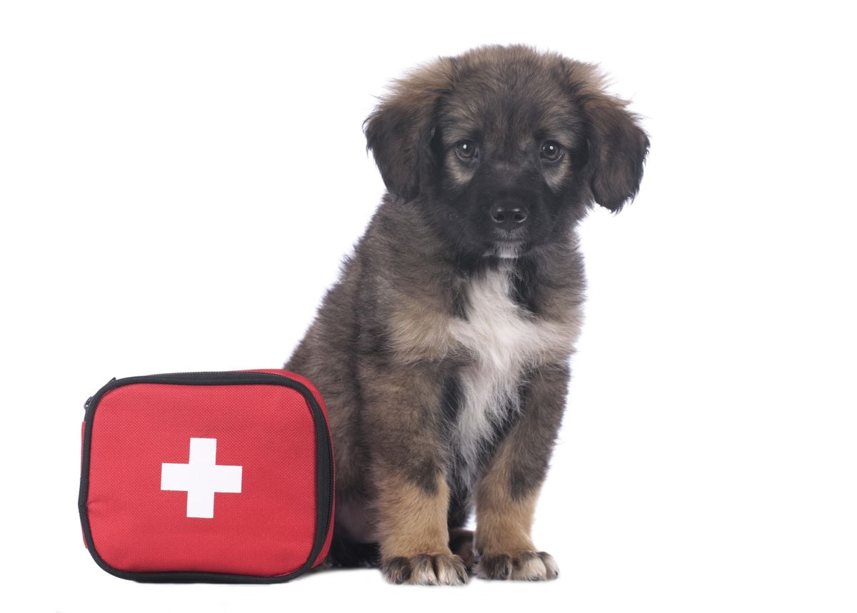 Pet emergency kit