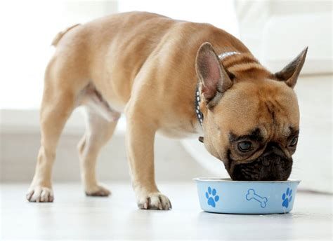 Top 10 Dog Foods without Peas, Legumes, Potatoes & Lentils Reviews ...