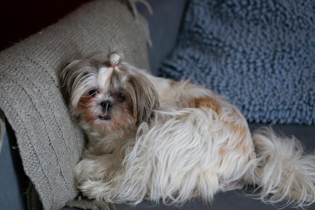 Cute Shih Tzu puppy resting on a cozy couch. Pet Hair Removal Chomchom