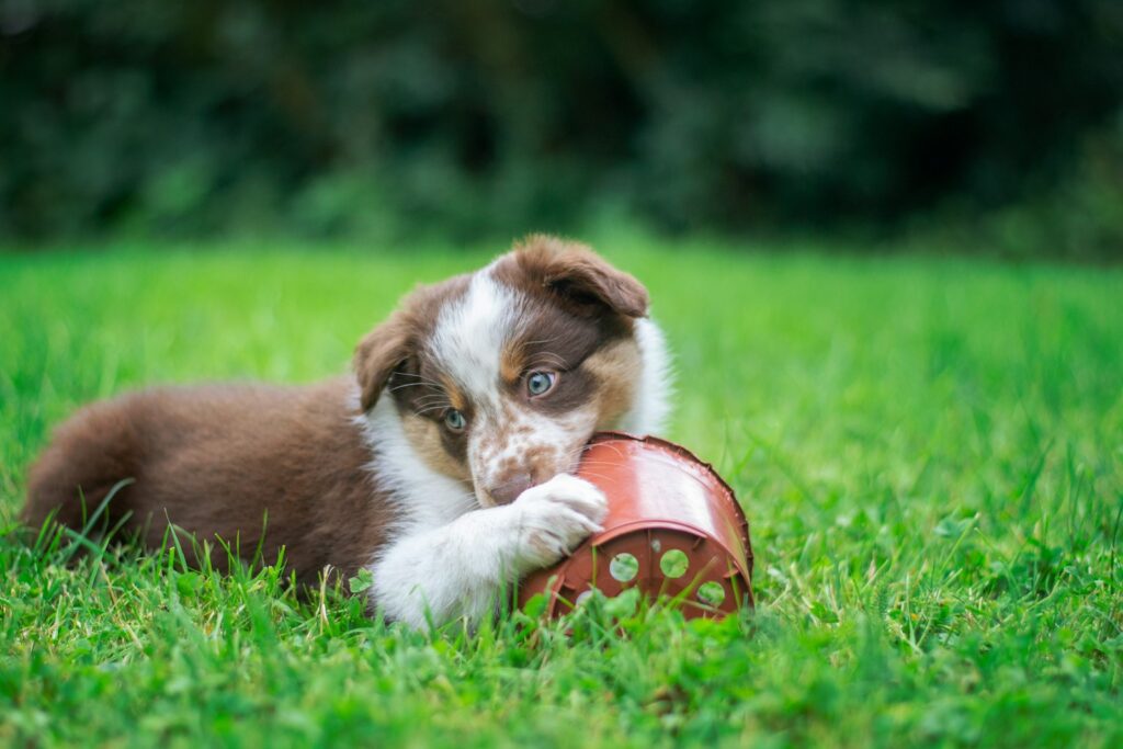 a puppy teething on a toy in the grass 