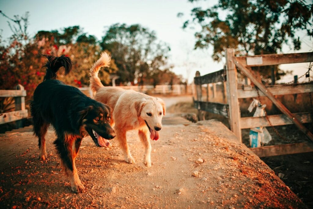 Two dogs, including a golden retriever, walk along a path during a warm sunset.