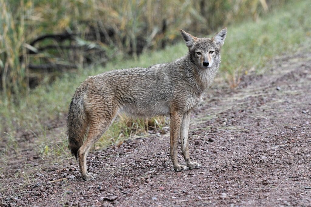 coyote, wildlife, nature, animal, wild, canine, bosque del apache, park, outdoors, mammal, coyote, coyote, coyote, coyote, coyote