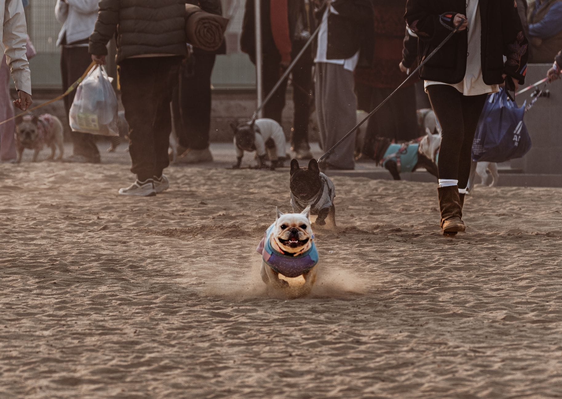Dog-Friendly Beaches Near Los Angeles: Where You Can (and Can't) Take Your Dog 2 energetic dogs playing on a sunny beach